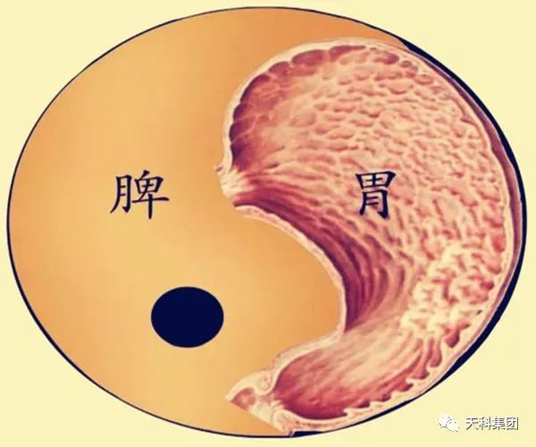 《中(zhōng)國茶療微生(shēng)活》— 脾、胃、肝